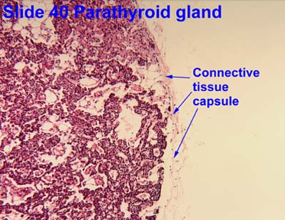 Parathyroid Microscope Slide 